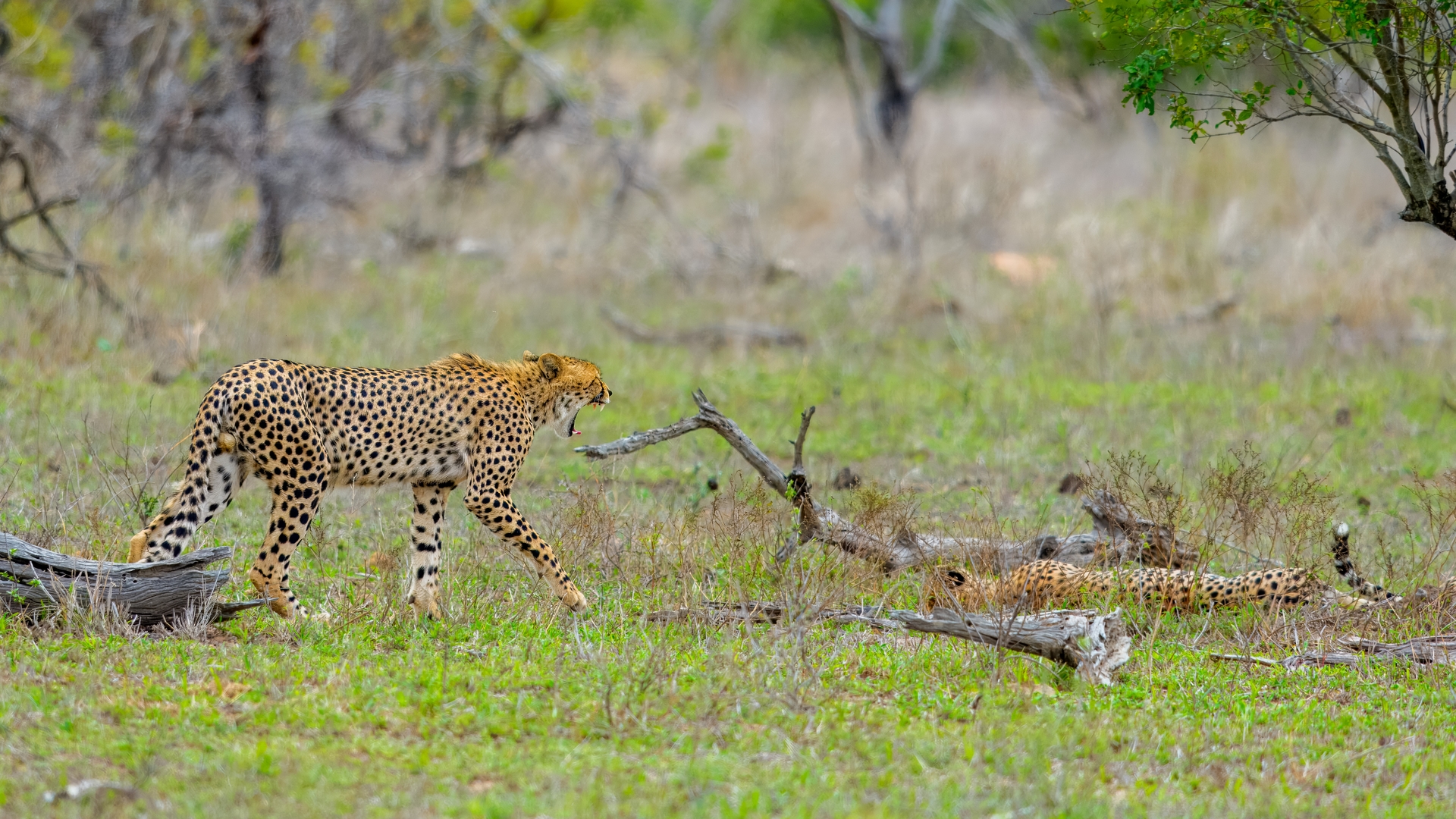 Kruger25 2025 10 31 13 11 56 ILCE 1M2 145